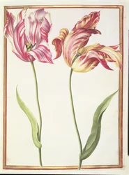 PD.109-1973.f4 To 'ødelagte' tulipaner (wc på vellum)